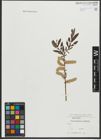 Foto von Salix purpurea L. x Salix viminalis L.